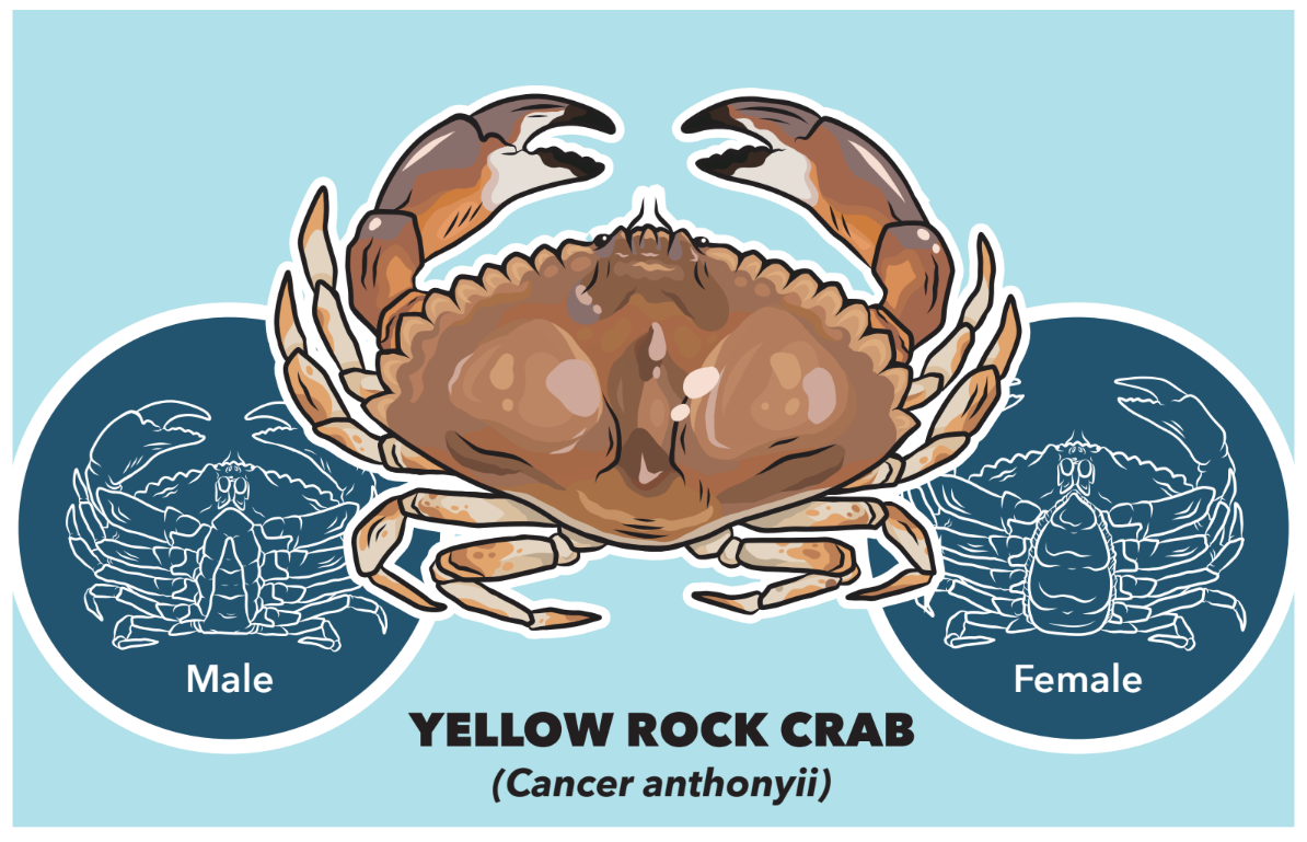 Species Guides for San Diego caught seafood — Fishful Future